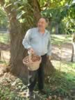 La raccolta delle Castagne (34kb)